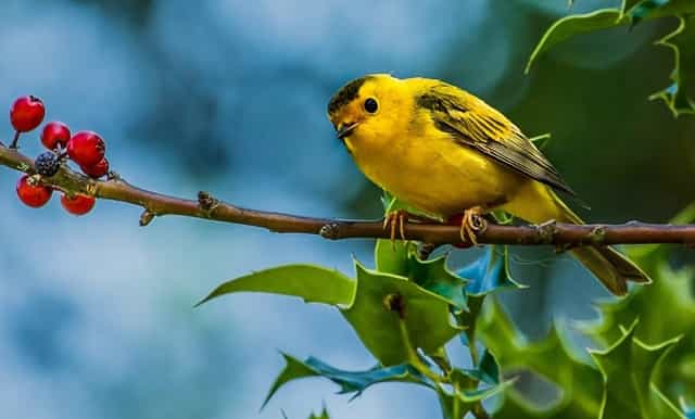 袖虎病狗攻略：狗狗体臭处理的五大方面