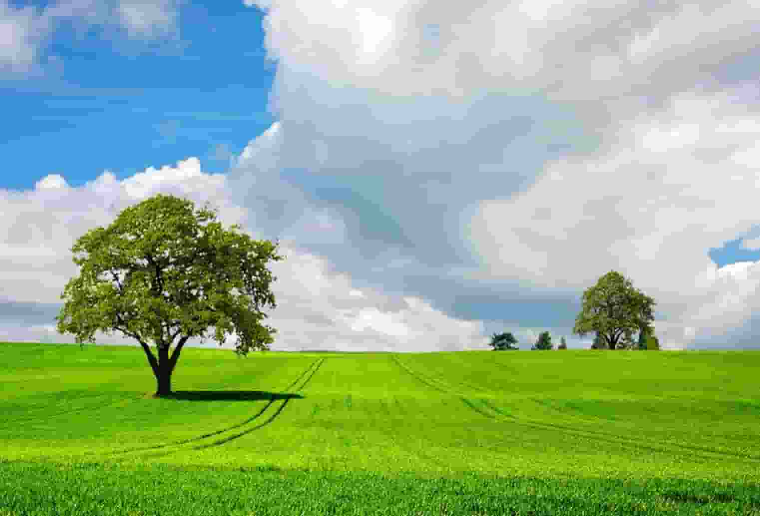 袖虎病猫攻略：猫咪发情会持续多久？