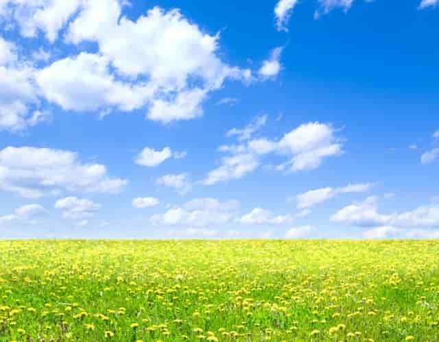 “鄂尔多斯红葱”正逐步走向产业化