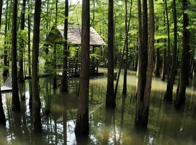 袖虎病狗攻略：狗身上碰不得的7个地方，小心无知被狗咬