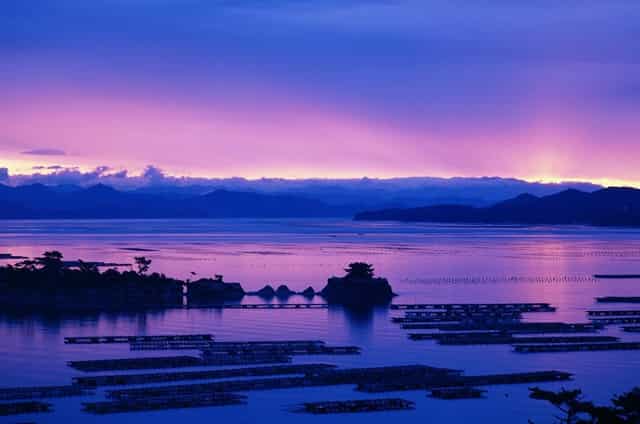 袖虎病狗攻略：该给狗狗吃什么？