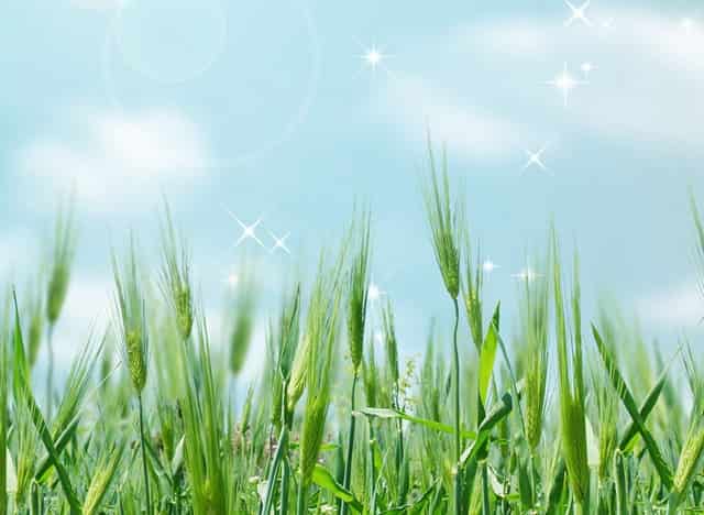 袖虎病猫攻略：折耳猫一定会发病吗？