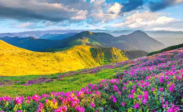 袖虎养宠秘笈：猫咪消瘦怎么办？关键还是在吃上