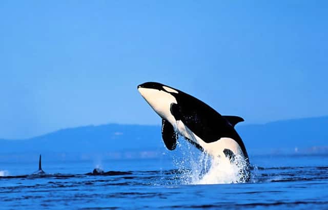 长片谍战片(最好看的四部谍战片)