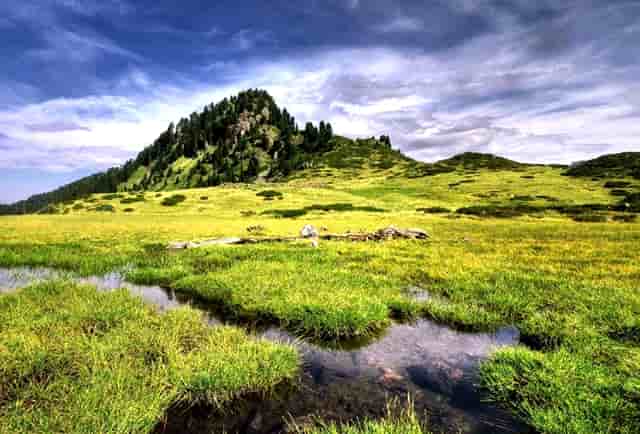 袖虎知识：猫鼻子为什么总是湿润的？