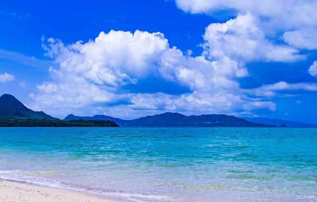 袖虎病猫攻略：猫不出门也会感染猫瘟吗？是！