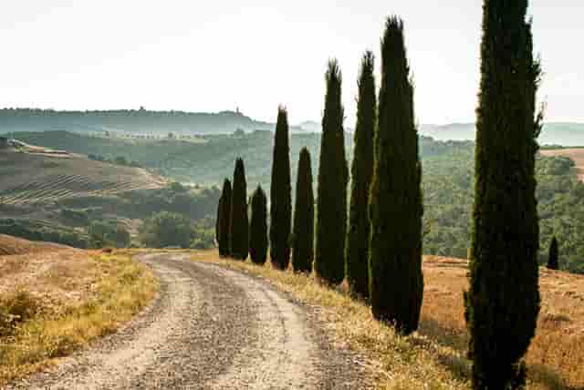 袖虎病猫攻略：猫白内障的原因你知道吗