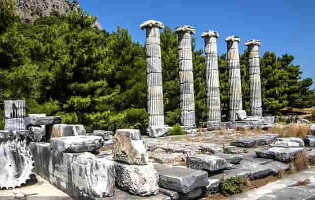 袖虎病猫攻略：绝育术前准备