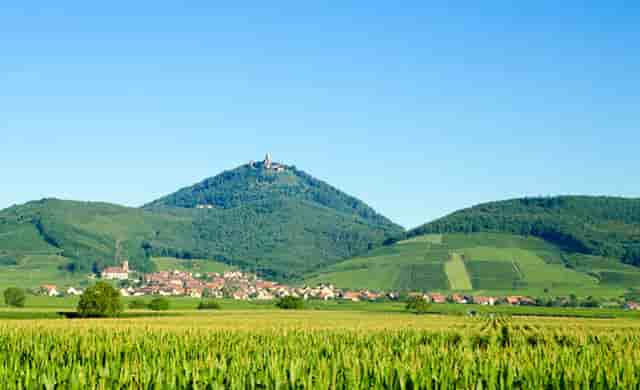 拳击手九(拳击手九饼)