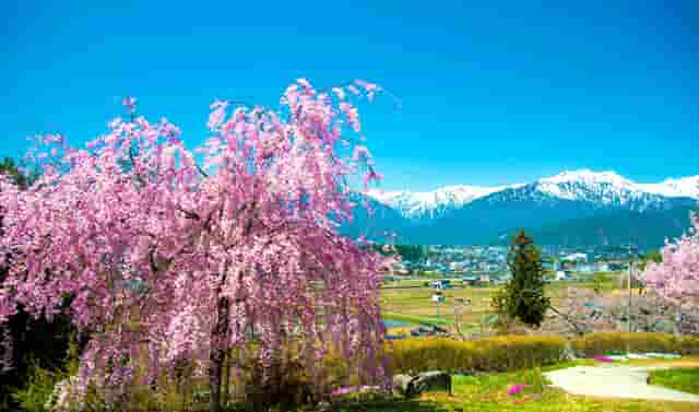 蔡嘉珍成功獲得註冊理財規劃師資格