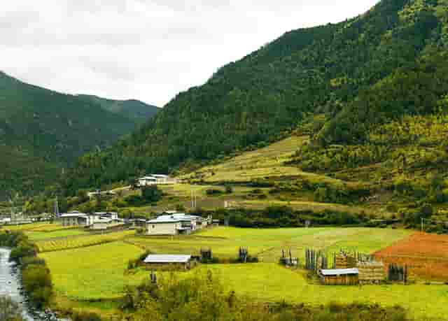 袖虎病猫攻略：为什么要给猫做绝育